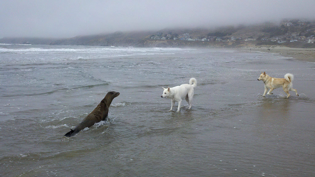 helloseadog.jpg