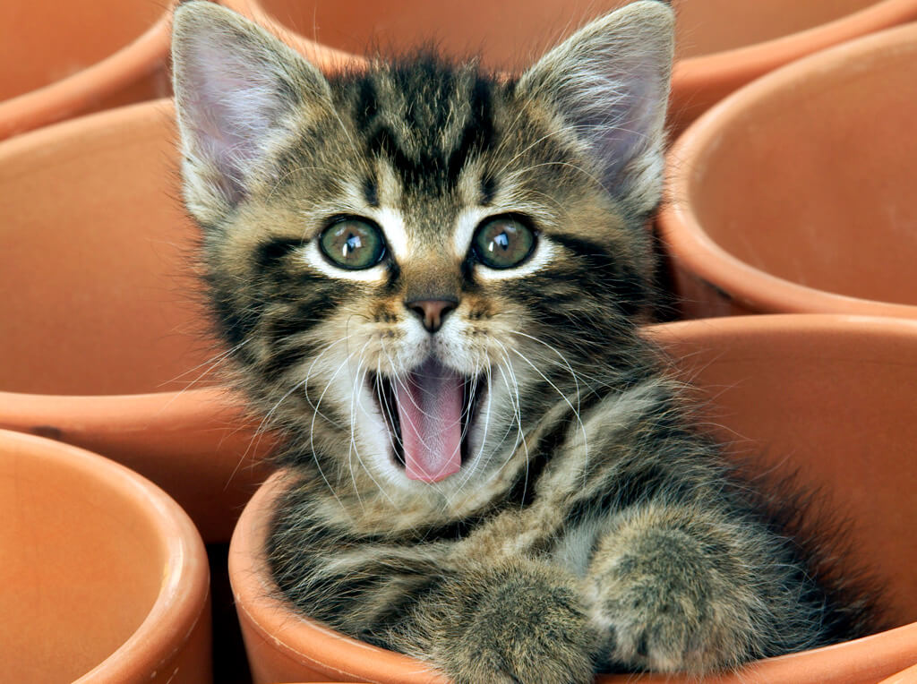 crazy-cat-facts-1