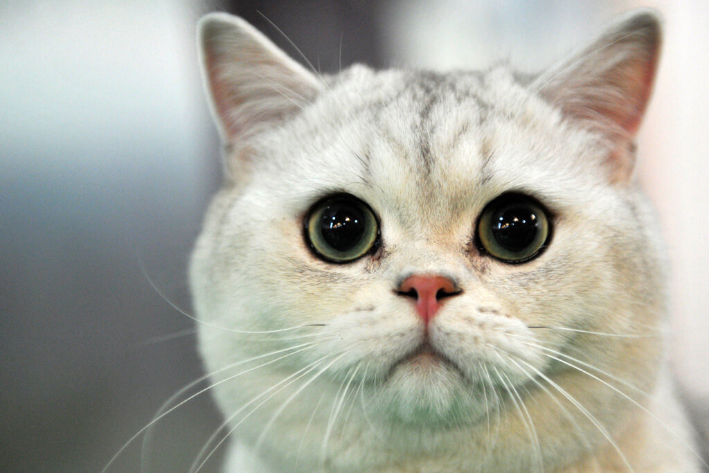 crazy-cat-facts-24