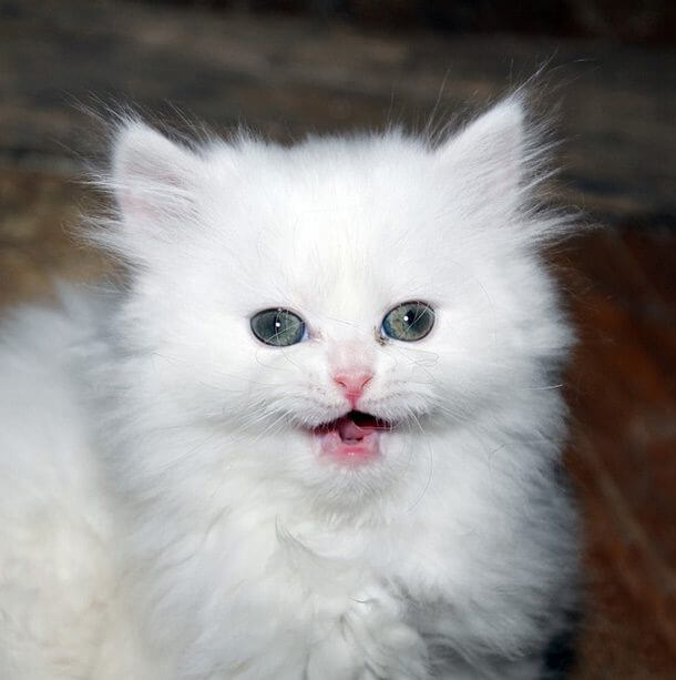teacup-persian-610x613