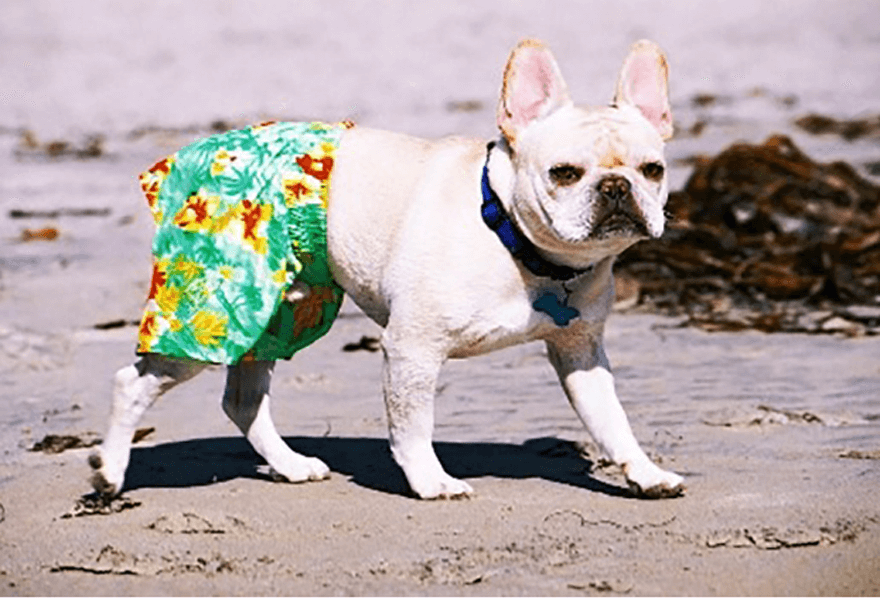 2018-12-05 15_27_56-dogs wearing pants - Google Docs