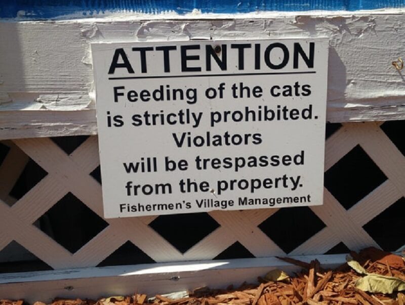 dont-feed-cats-31096-24289.jpg