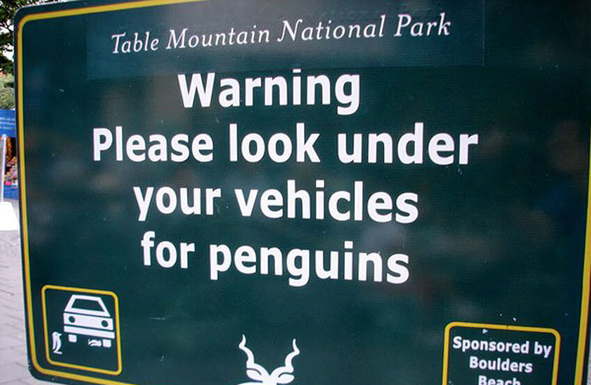 penguins-90937-55308.jpg