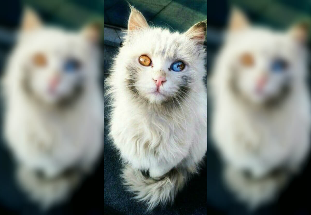 Cat-With-Two-Different-Eye-Colors.jpg