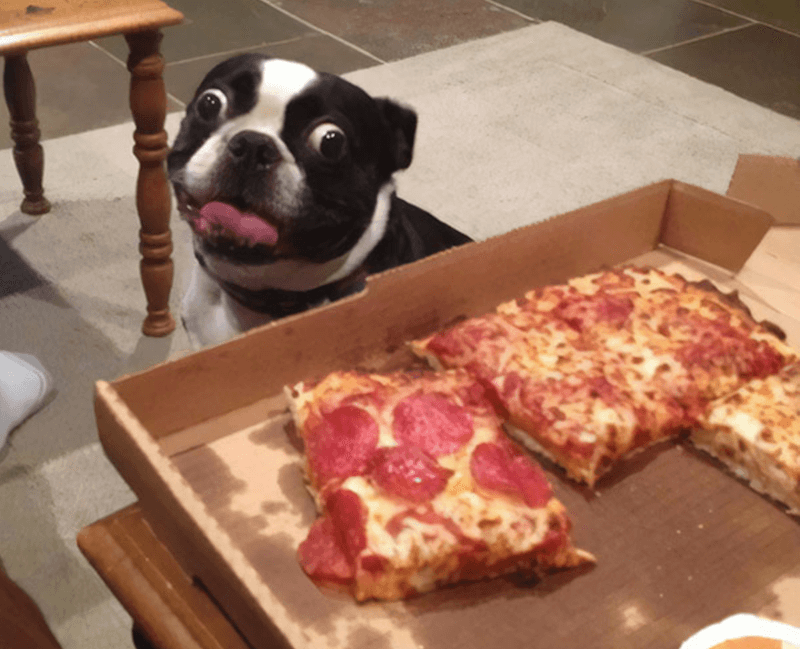 Dog-making-funny-face-for-pizza-20961-28697.jpg