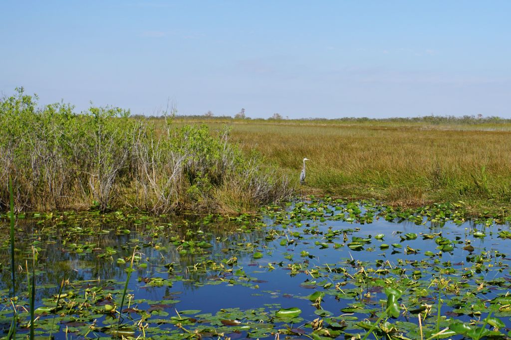 Everglades