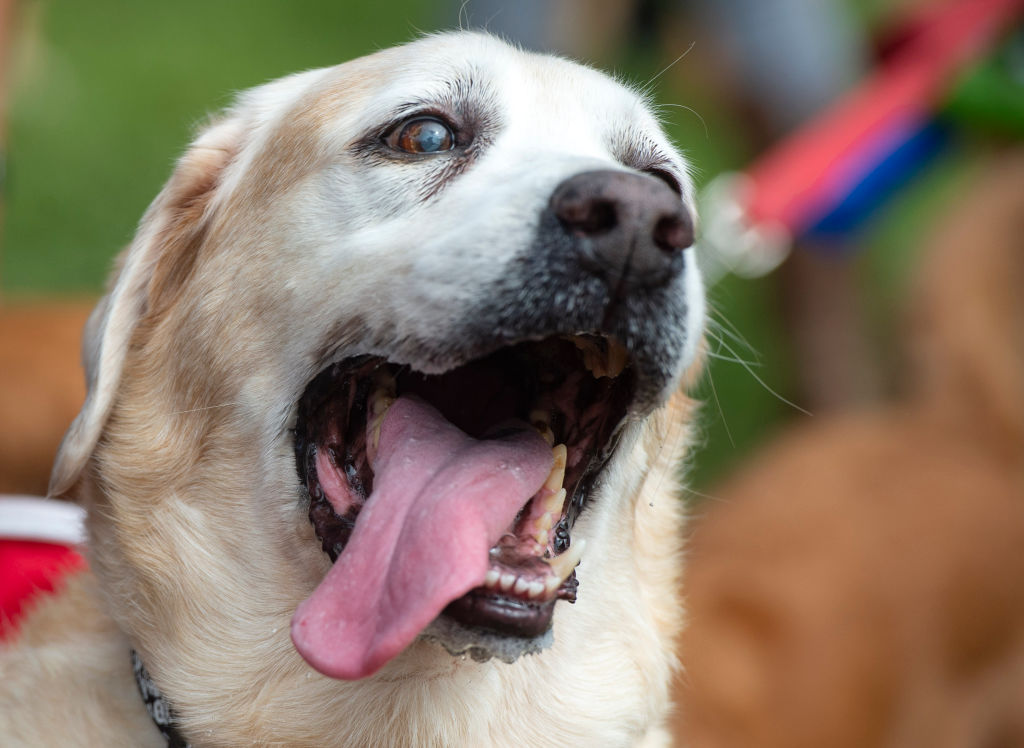 dogs love pizza just like humans