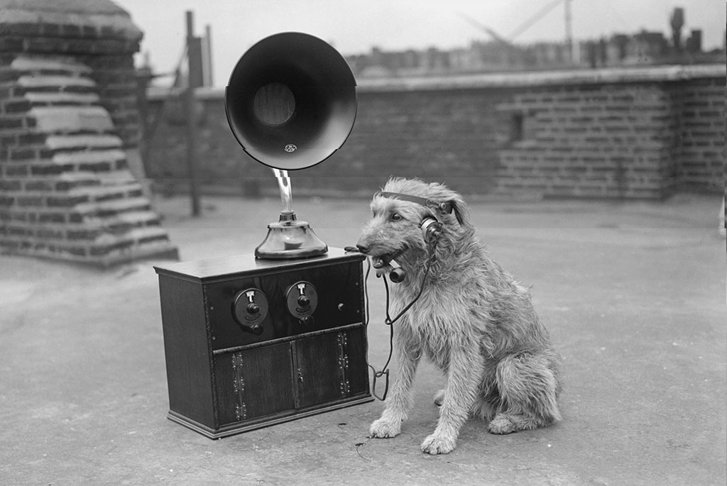 Dogs Hearing