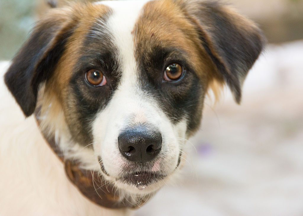 Close up portrait of a cute mutt dog pet