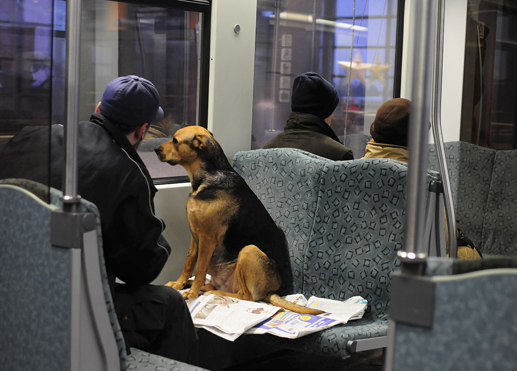 man and dog sitting in the subway