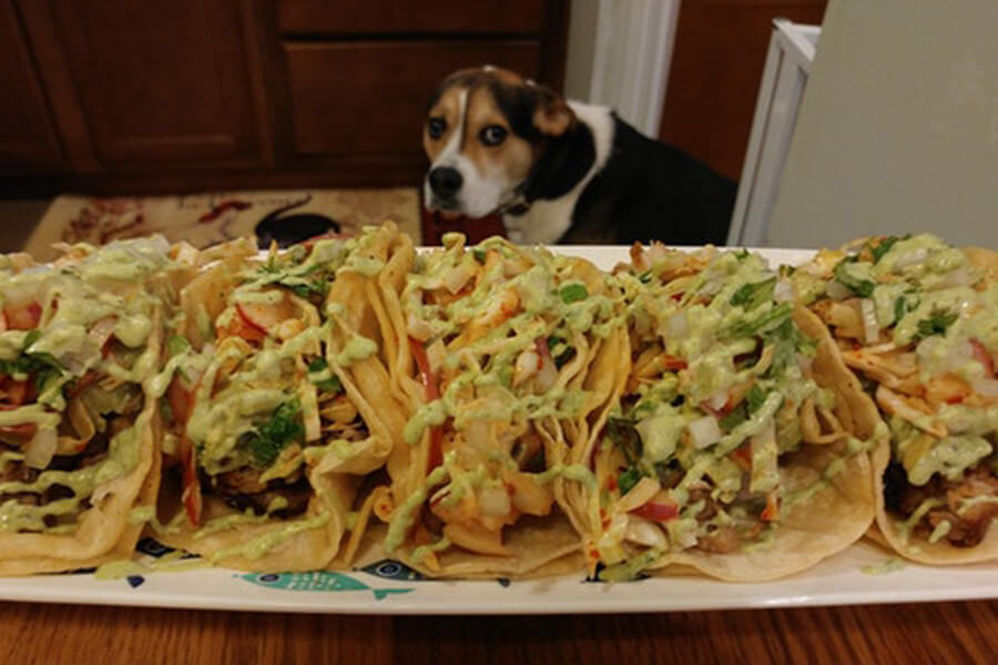 dog-and-tacos-21647-72078.jpg