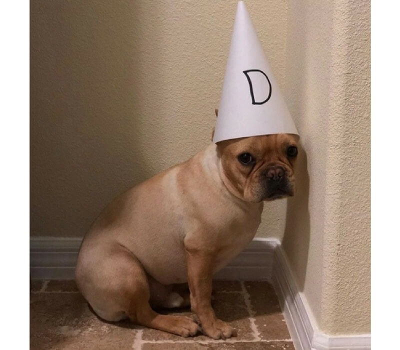 dog8-77055-17661.jpg