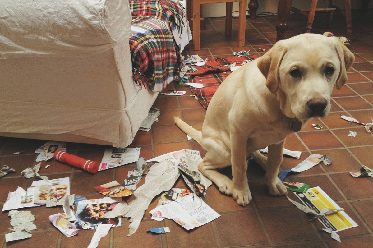 guilty-dog-01-76930.jpg
