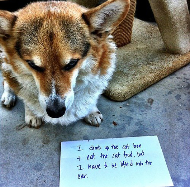 guilty-dog-03-21224.jpg
