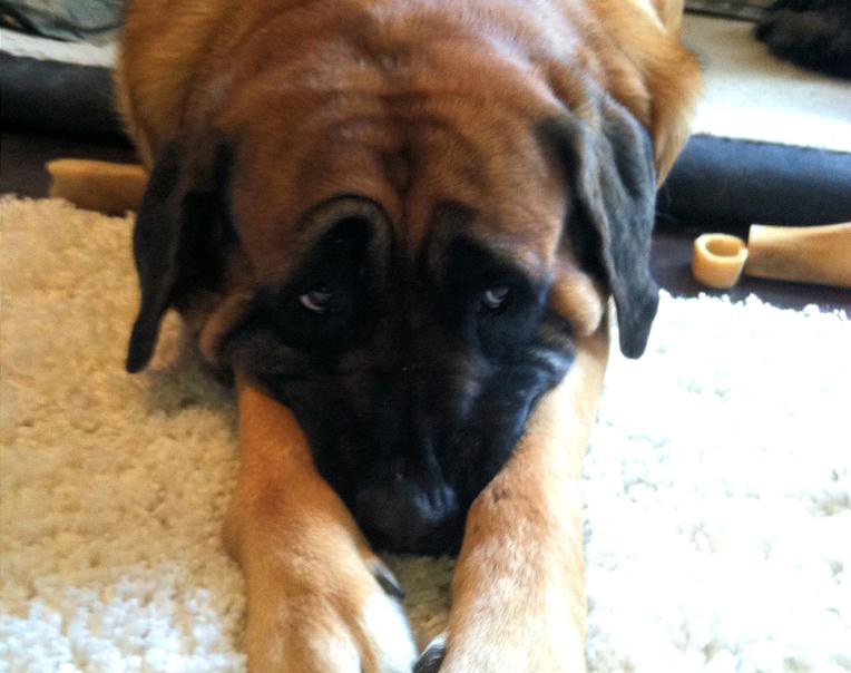 guilty-dog-04-71515.jpg
