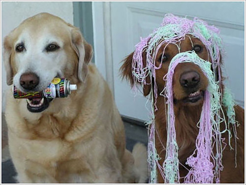guilty-dog-08-82988.jpg