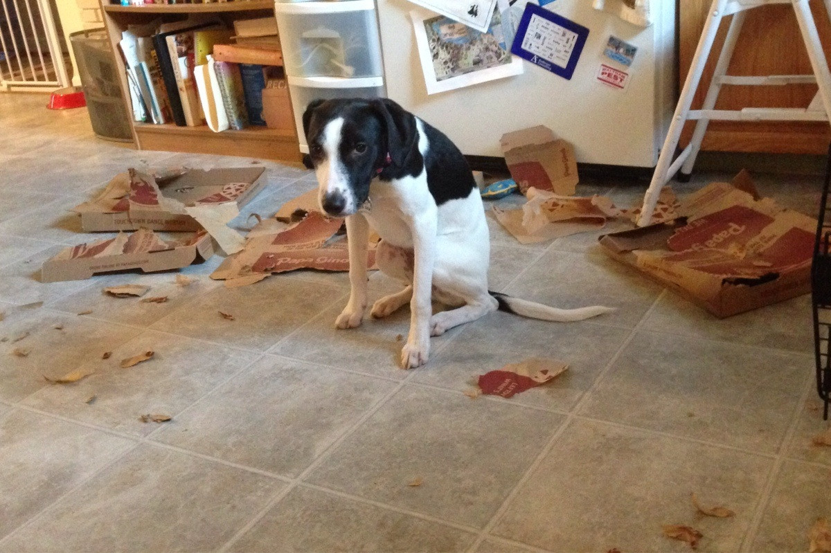 guilty-dog-11-79397.jpg