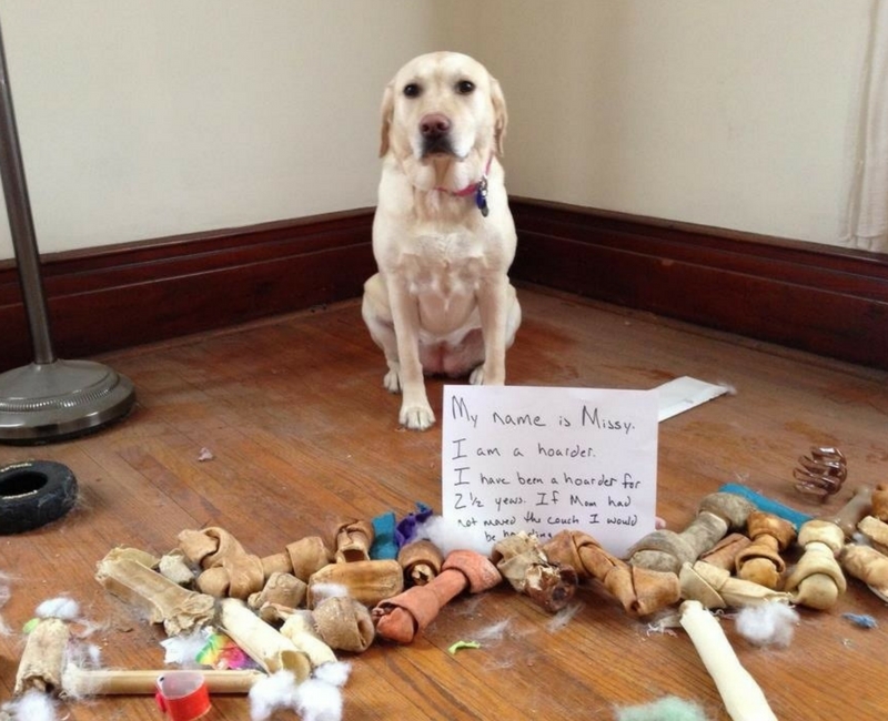guilty-dogs-48-1-29434.jpg