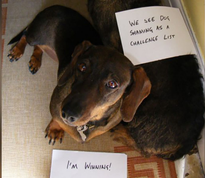 guilty-dogs-shame-35086.jpg