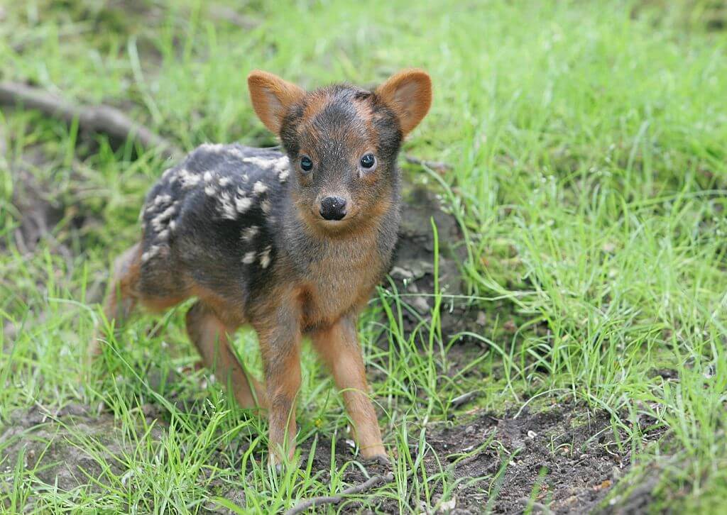pudu-deer-25952-82694.jpg
