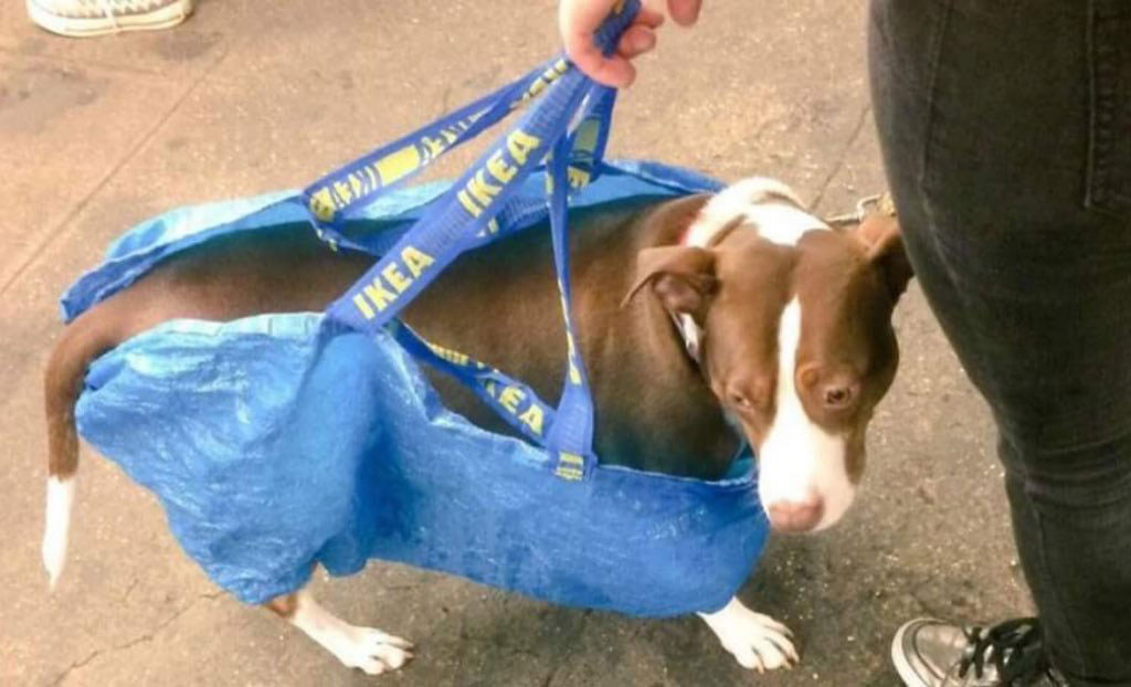 subway-dogs-1