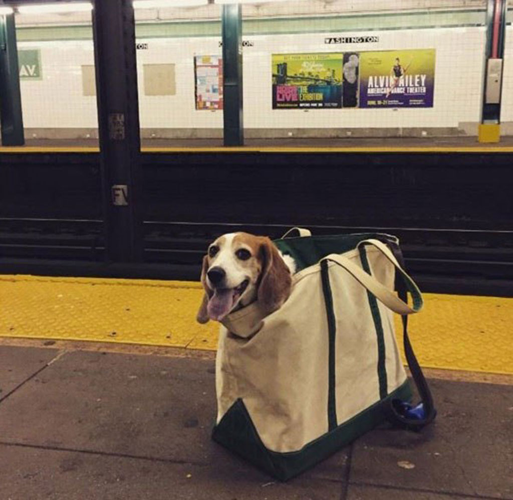 subway-dogs-10