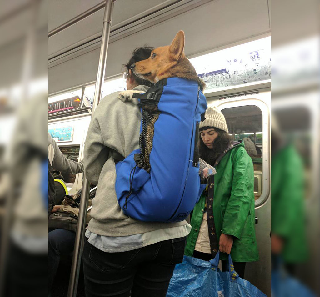 subway-dogs-11