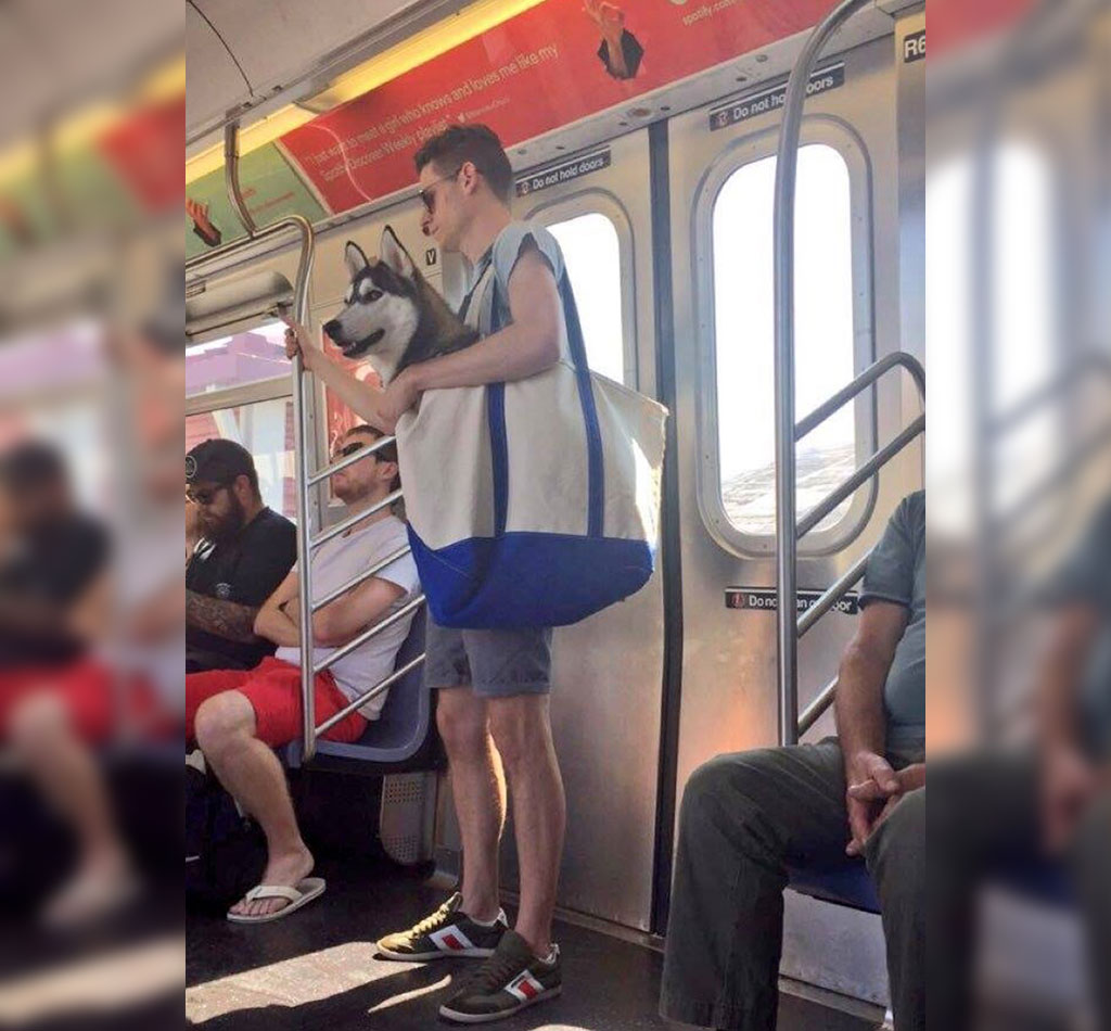 subway-dogs-14