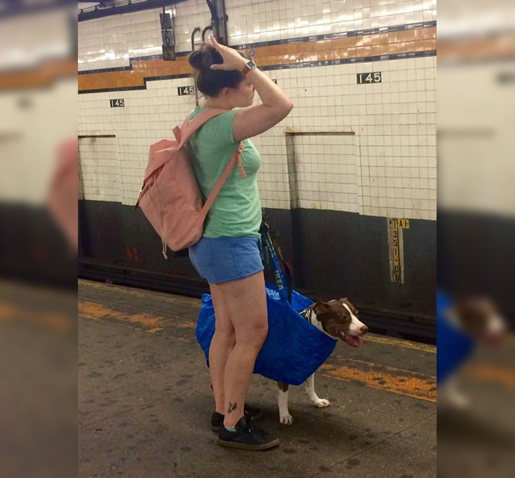 subway-dogs-15
