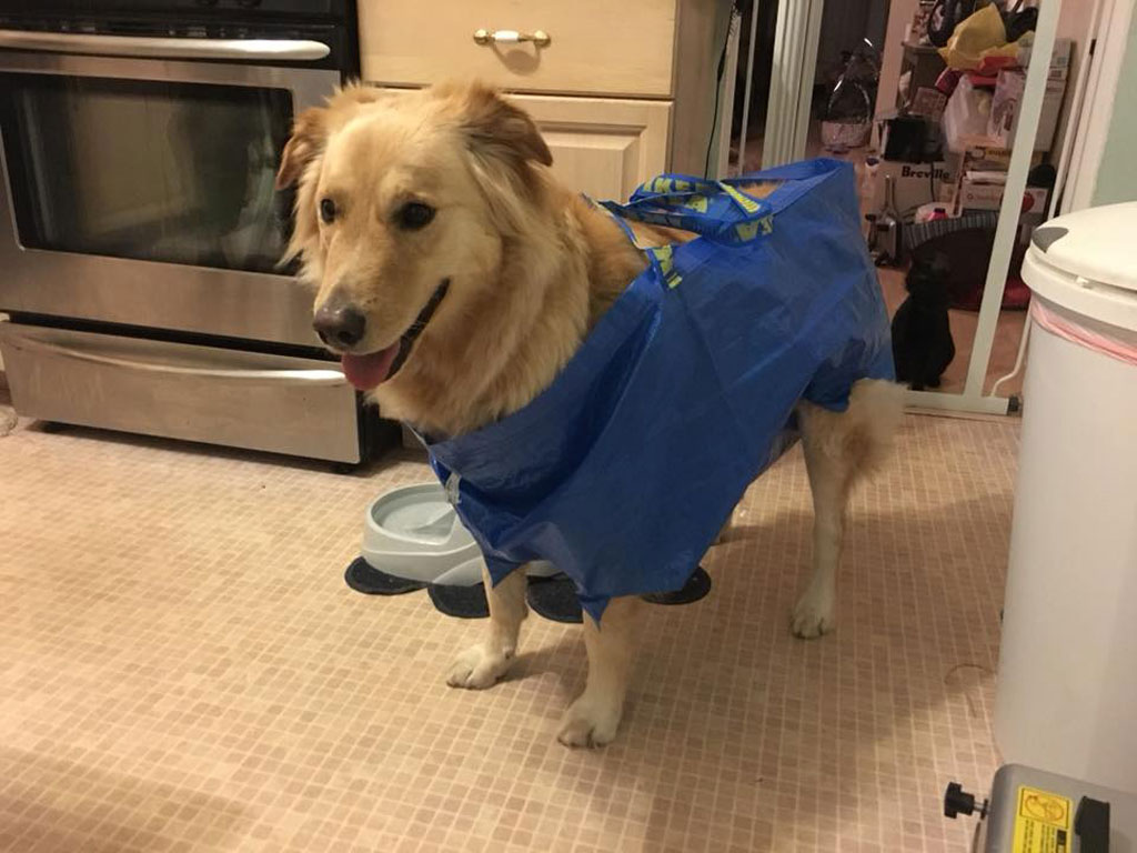 subway-dogs-17