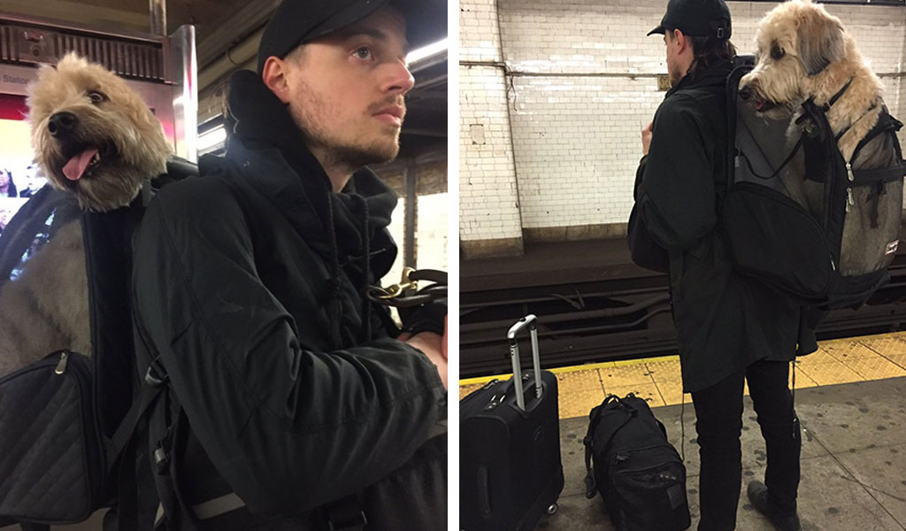 subway-dogs-18