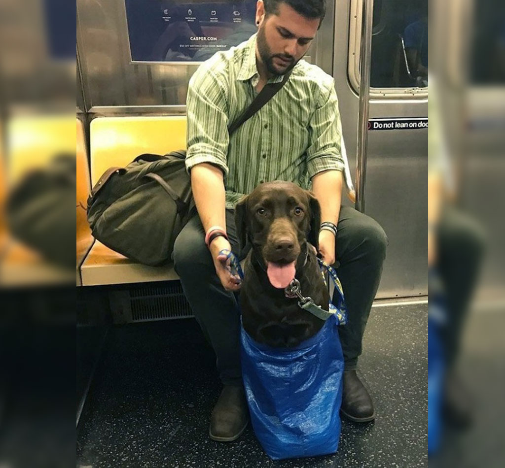 subway-dogs-20