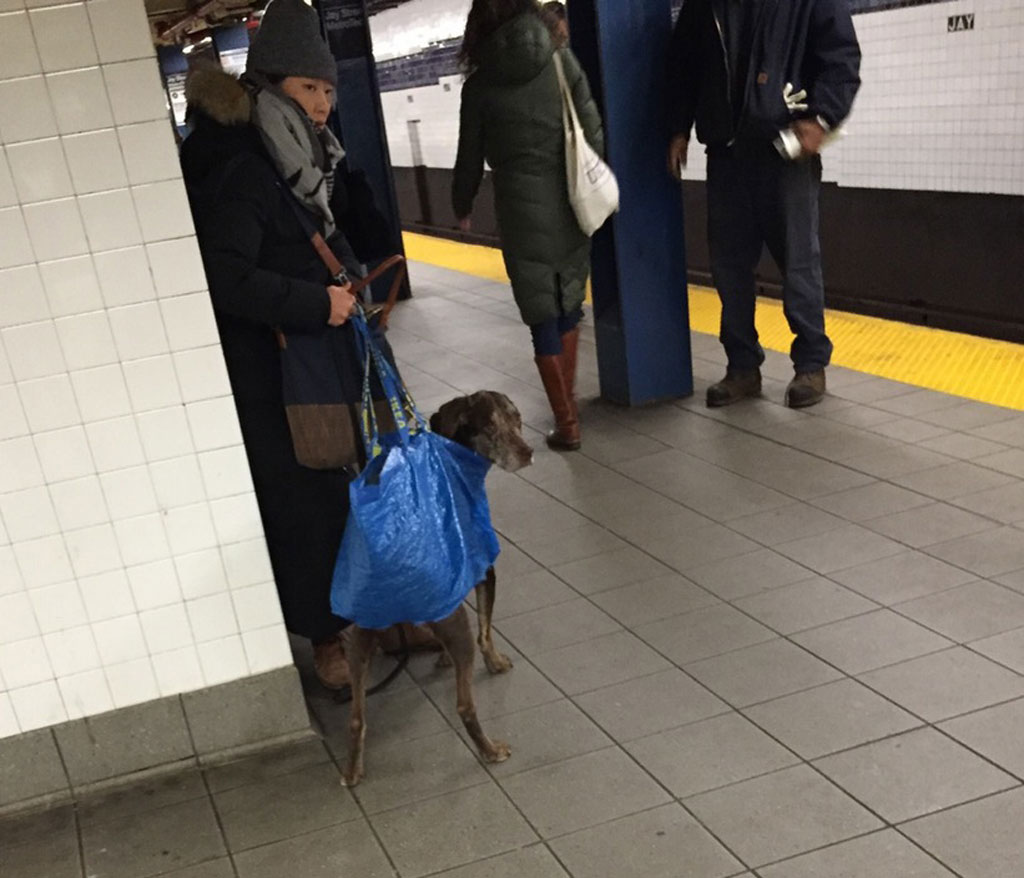 subway-dogs-4
