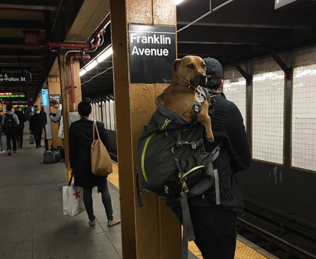 subway-dogs-5