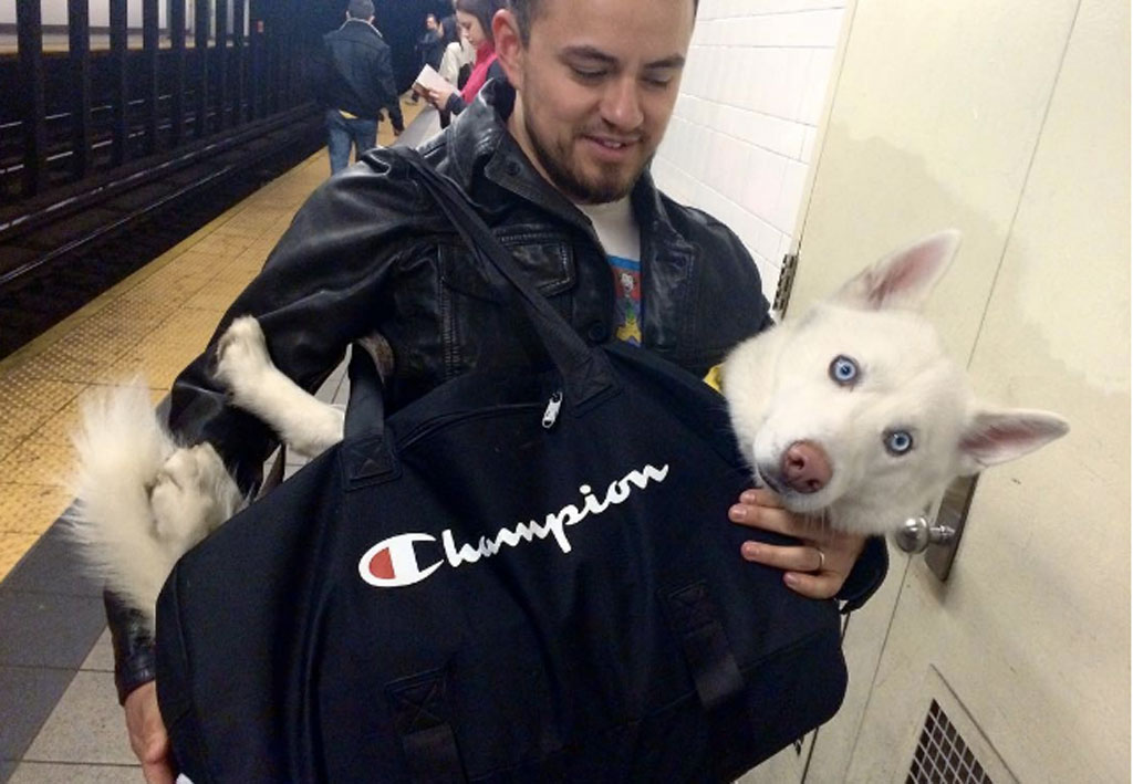 subway-dogs-6