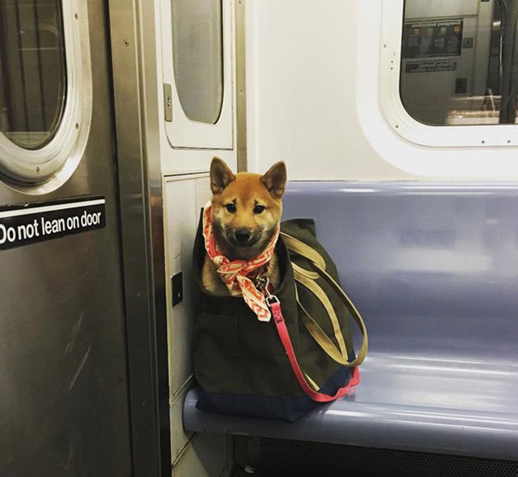 subway-dogs-8