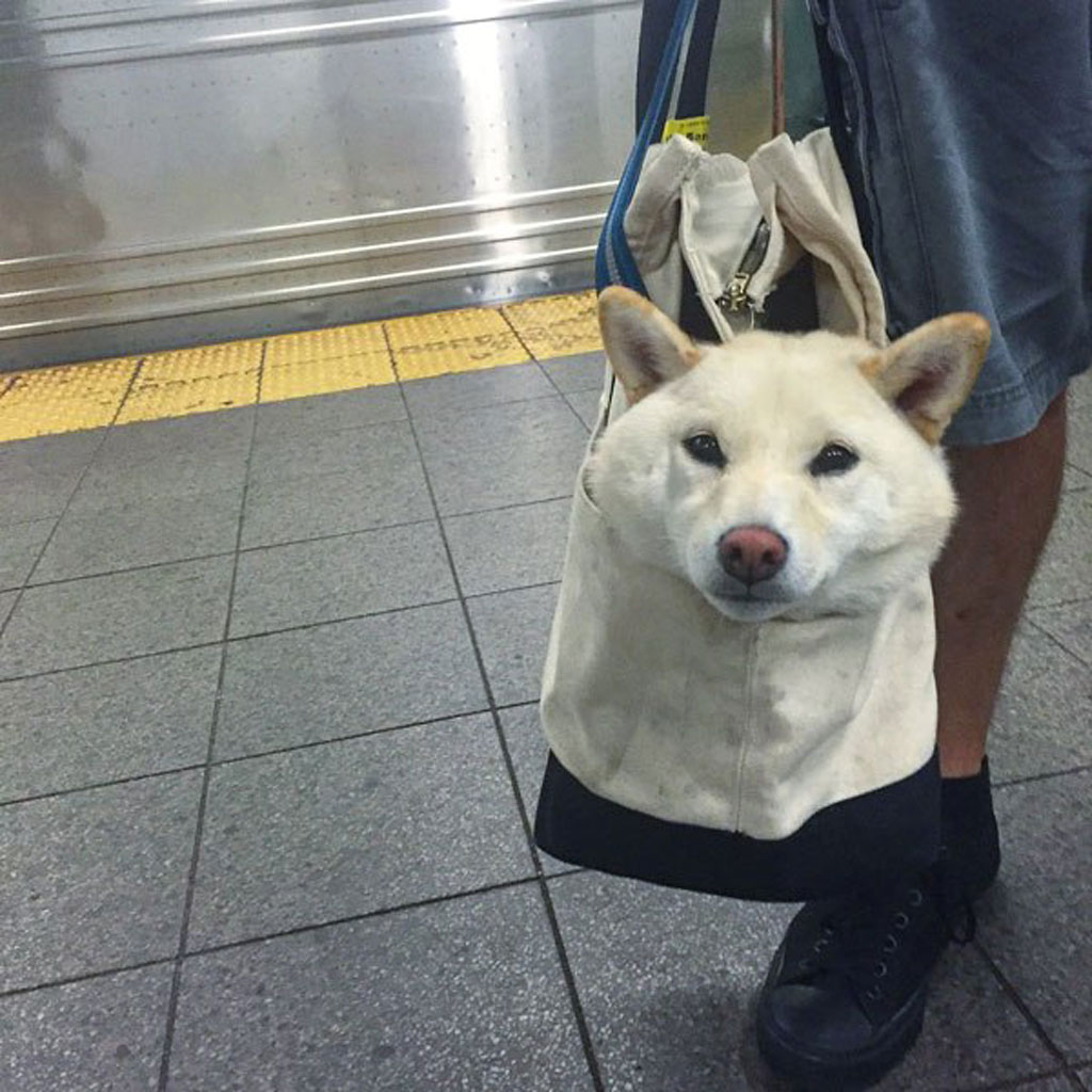 subway-dogs-9