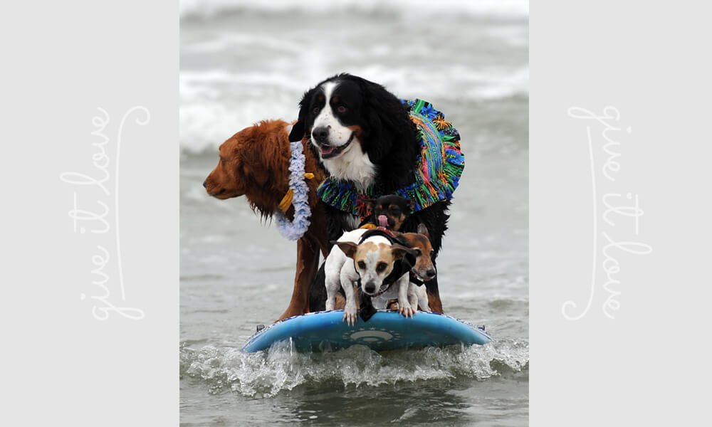 surf-dog-19-99269-75961.jpg