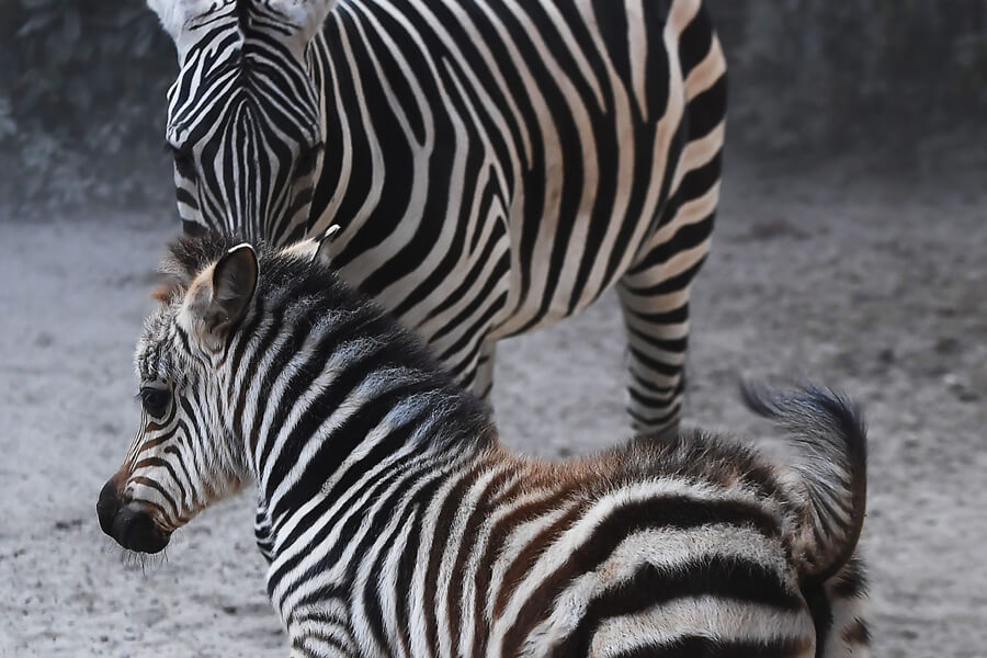 zebra-mom-13520-73277.jpg