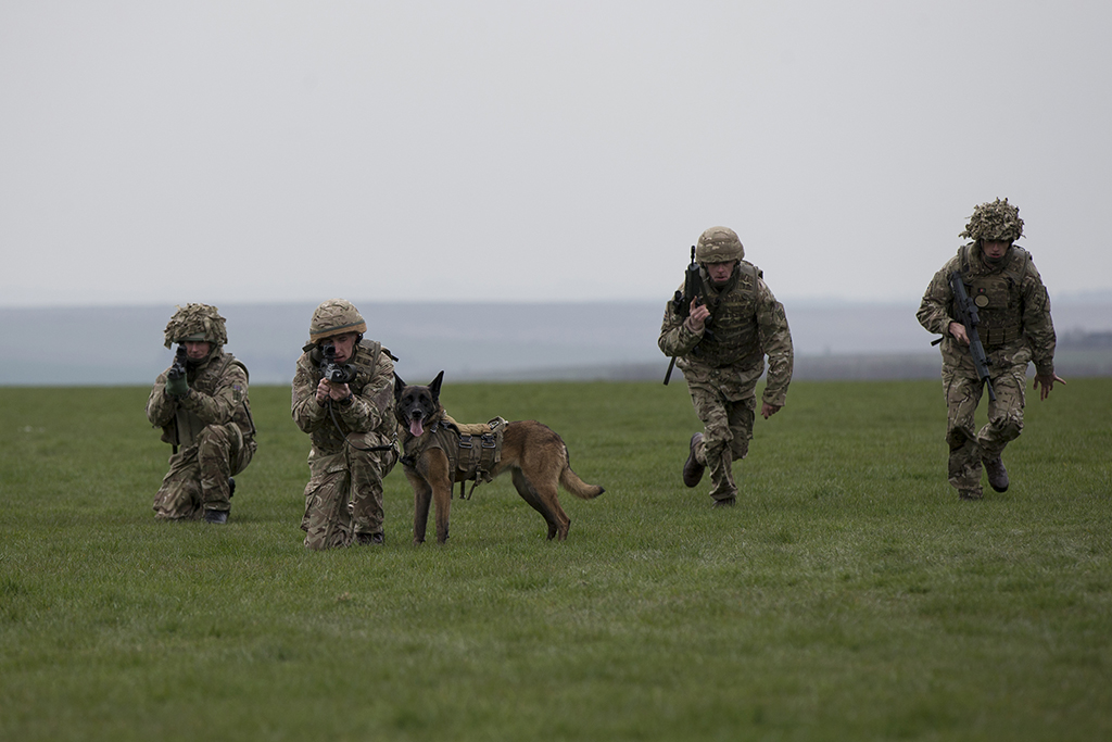 military working dog Cheyenne put on a display as the Army showcases