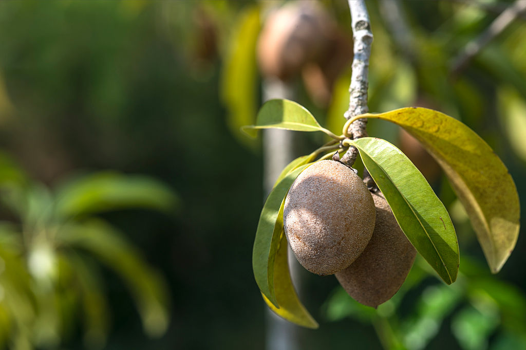 sapodilla