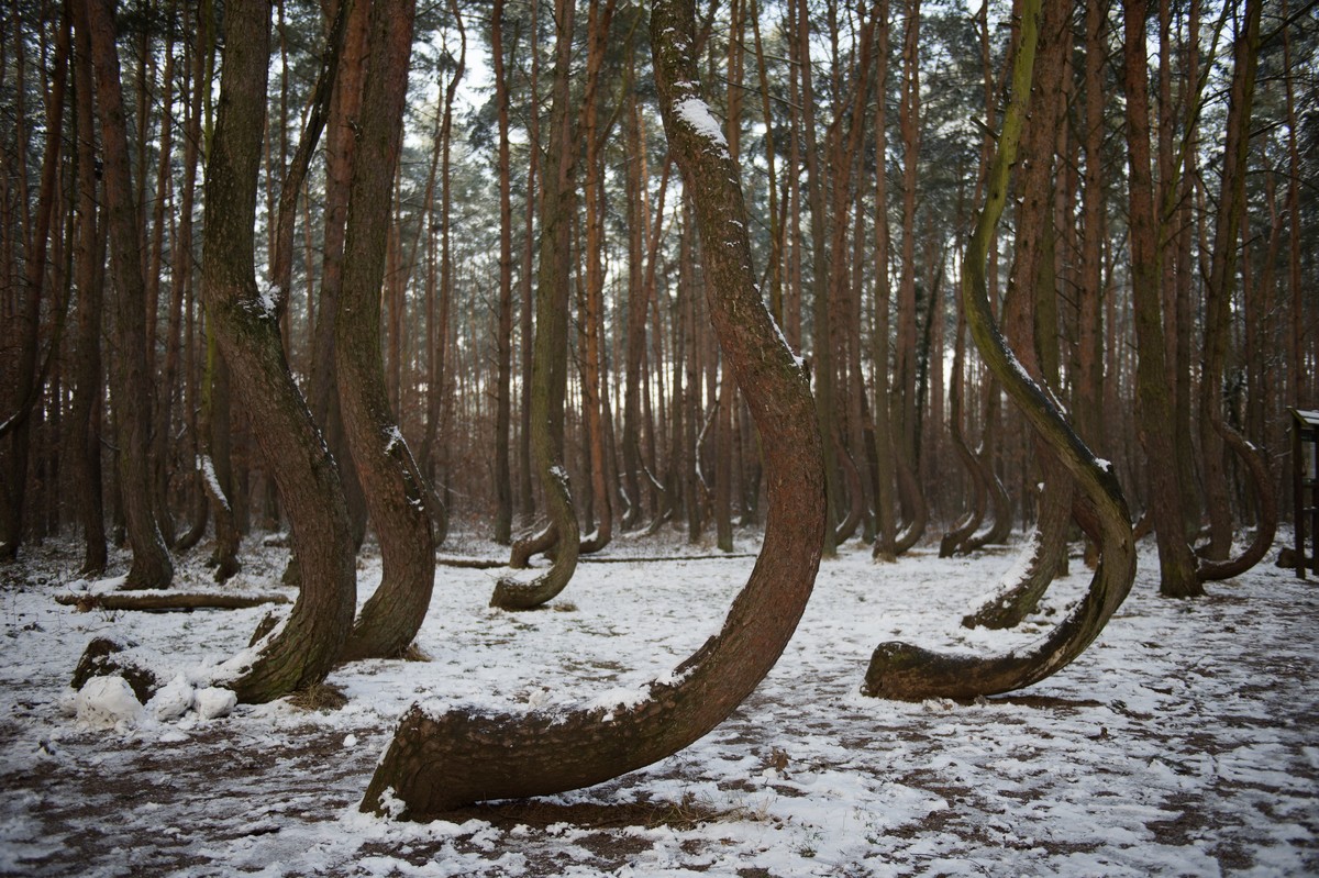 Curved shaped pine trees are seen at the Crooked Forest in Dolna Odra, Gryfino, Poland 