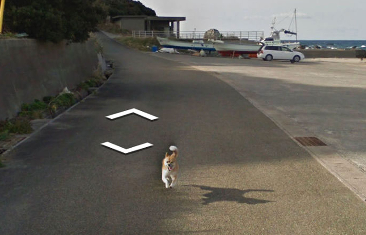 dog running