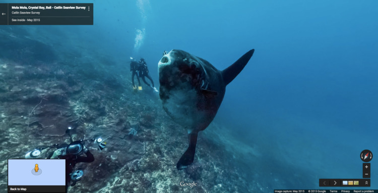 sun fish are friends