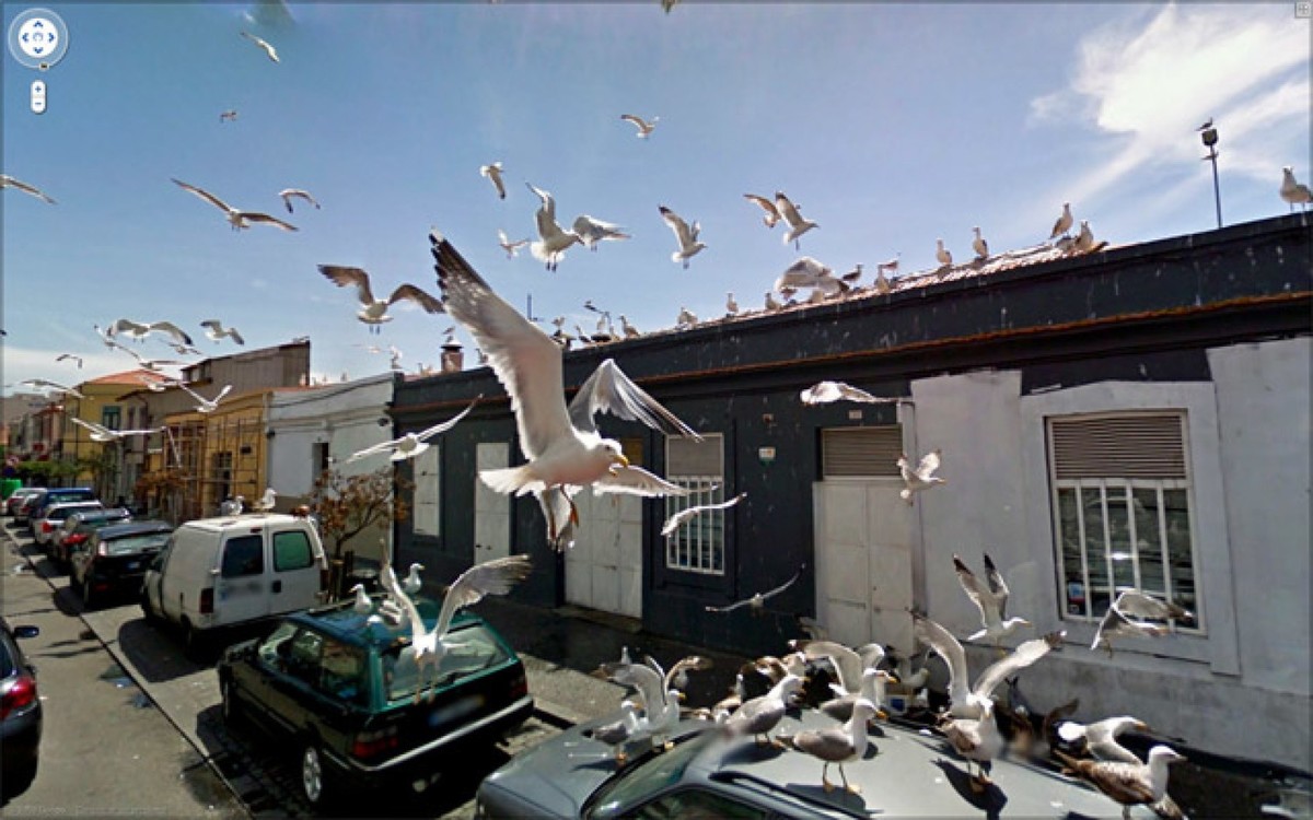 seagulls