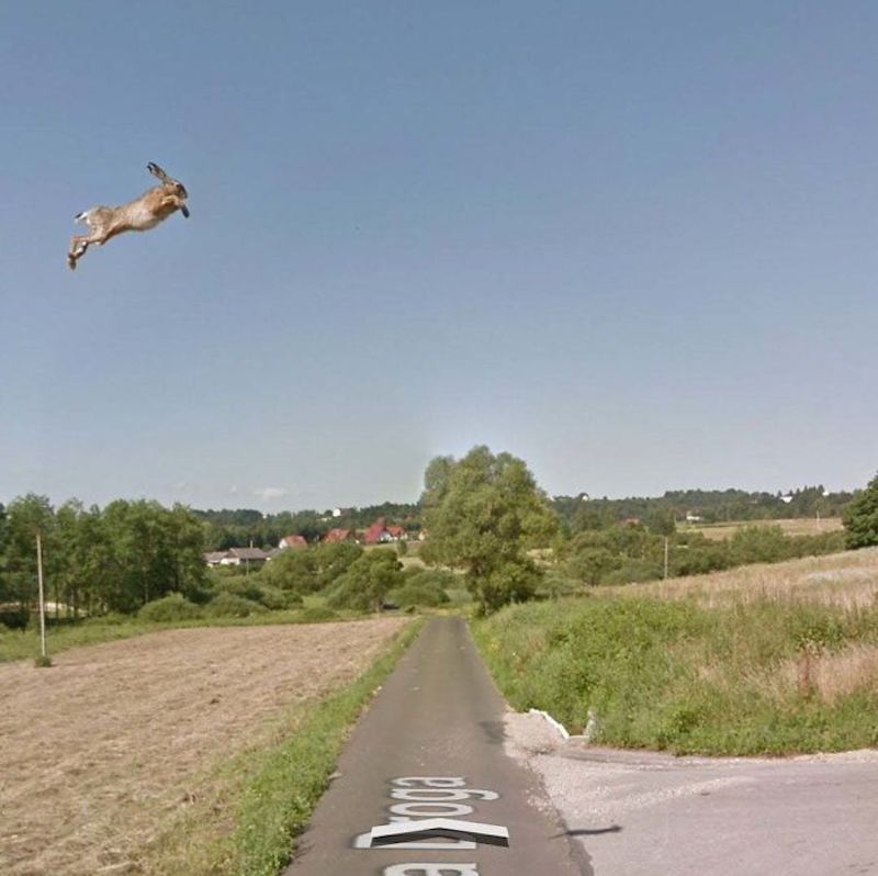 rabbit in the air