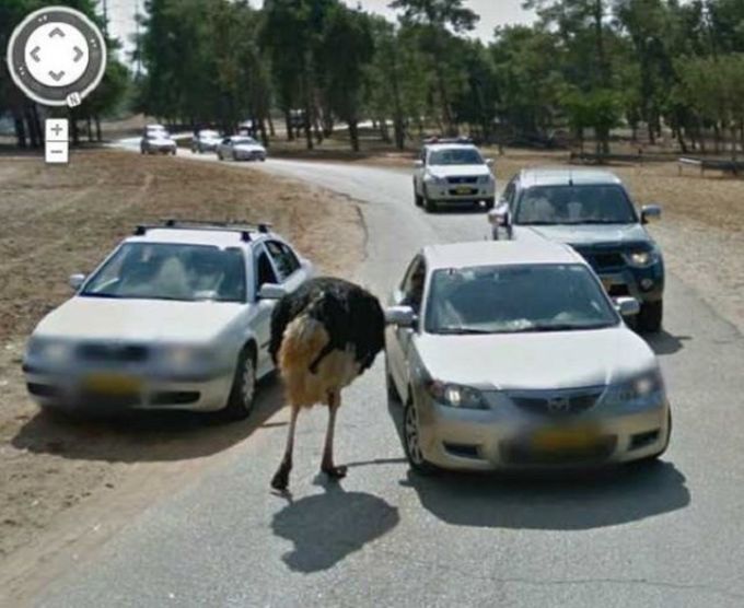 ostrich car