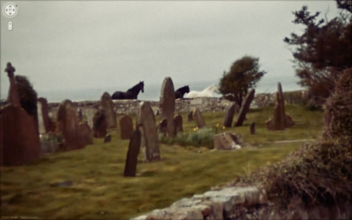horses frolicking