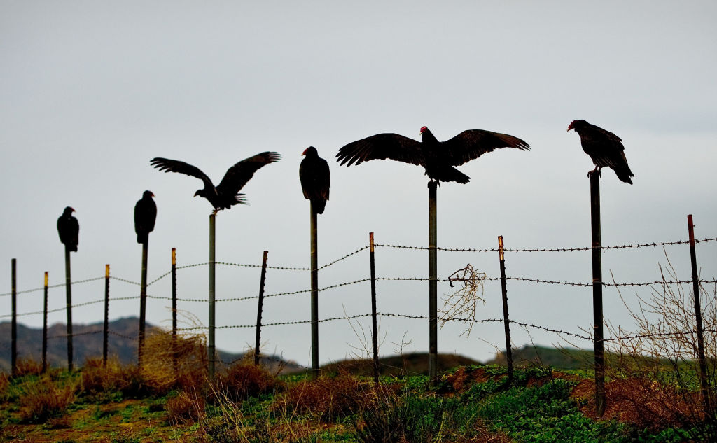 vultures can helps law enforcement officers