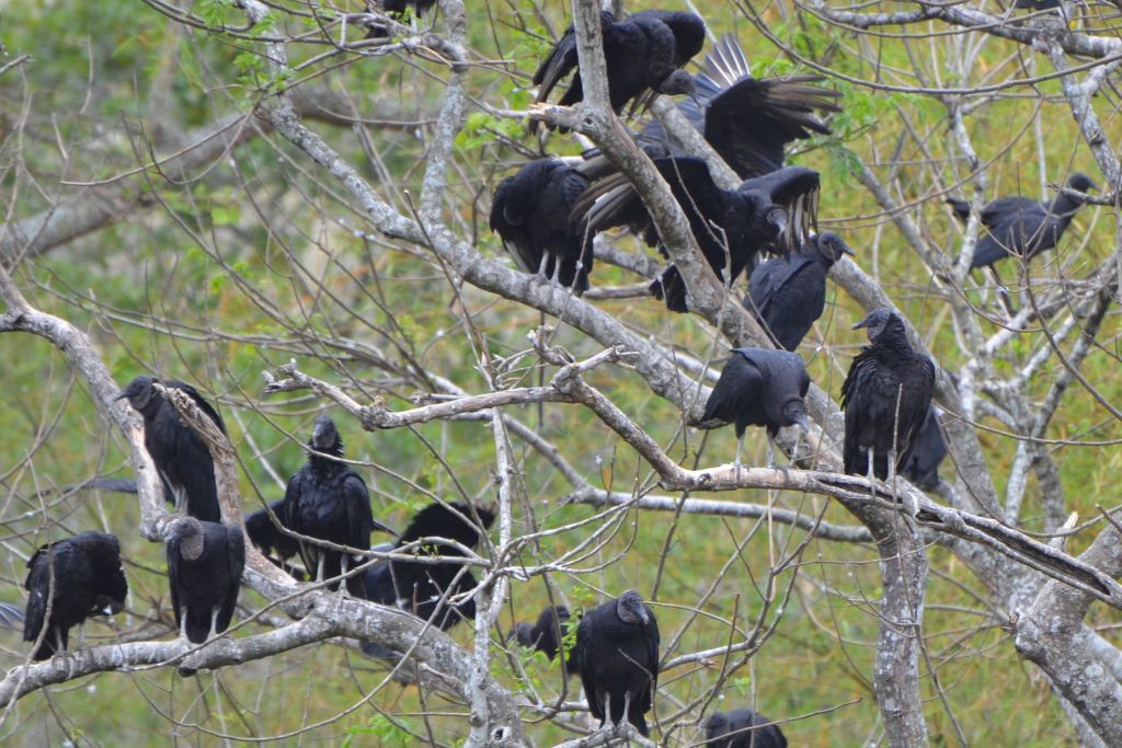 group of vultures